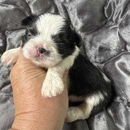 Carl - Black and white male Shih Tzu puppy in Morrisville, Missouri from Sweetbriar Shih Tzu
