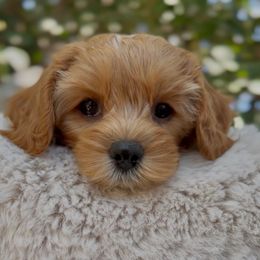 Eclair - Red female Cavapoo puppy in Arlington, Texas from Van Haselen Poodles and Doodles
