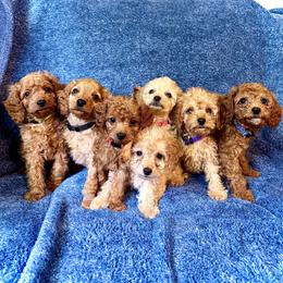 Cavapoo Puppies from Quentin