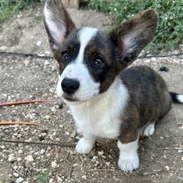 Ren - Brindle and white female Cardigan Welsh Corgi puppy in San Antonio, Texas from White Paws Cardigan Corgis