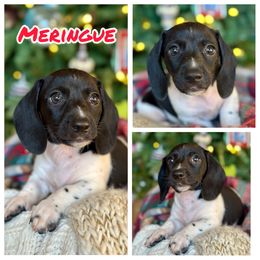 Meringue - Piebald male Dachshund puppy in Florida from Niki Humphries' Dachshunds
