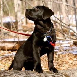 Labrador Retrievers from Granitehill Labradors