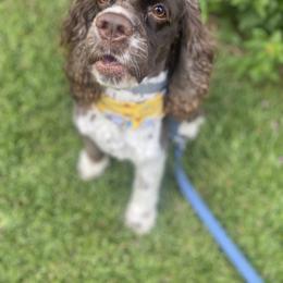 Cocker Spaniel All Grown Up from Trulove Cocker Spaniels