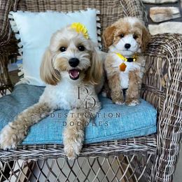 Cavapoo, Goldendoodle, and Poodle Puppies from Destination Doodles