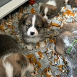 Pembroke Welsh Corgi Puppies from Emerald Corgis