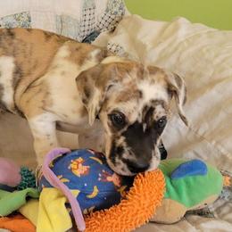 Boy 1 - Harlequin male Great Dane puppy in Turon, Kansas from Chari's Great Danes