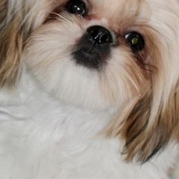 Shih Tzus from Miry’s Kennels