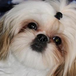 Shih Tzus from Miry’s Kennels