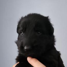 Simon - Black male German Shepherd puppy in White Cloud, Michigan from Von WestLynn German Shepherds