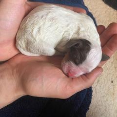 English Setter Puppies from English Setter Farms