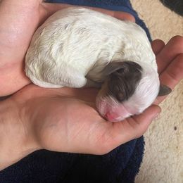English Setter Puppies from English Setter Farms