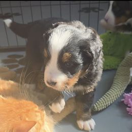 Nellie - Black rust and white female Bernese Mountain Dog puppy in Radcliffe, Iowa from Berner Babies