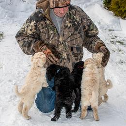 Poodle Puppies from Wispynook Poodles