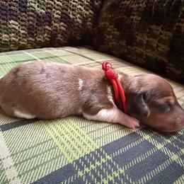Puppy 5 - Dapple male Dachshund puppy in Riverside, California from Saddle Up Dachshunds