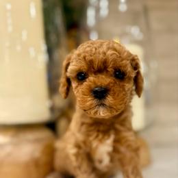 Dash - Red male Cavapoo puppy in Preston, Idaho from Shaffer Top Notch Puppies