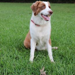 Cova - Australian Shepherd