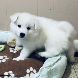 Tundra - White male American Eskimo Dog puppy in Westwego, Louisiana from Connie's American Eskimo Dogs and Mini Australian Shepherd Dogs