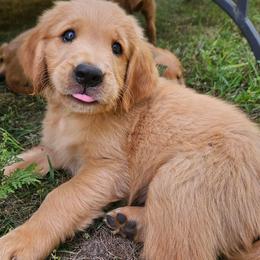 Gouda - Golden male Golden Retriever puppy in Dayton, Minnesota from Akoya Kennels