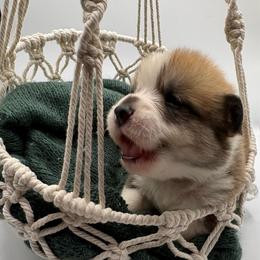 Gray Collar - Red male Pembroke Welsh Corgi puppy in Abingdon, Virginia from Em-K Kennels