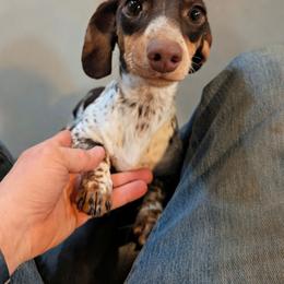 Sassy - Dachshund