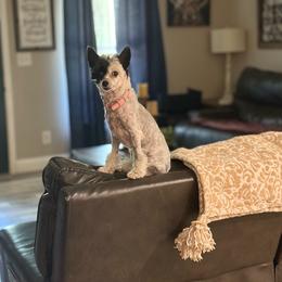 Chinese Crested puppies from Sommer Standards & Chinese Cresteds