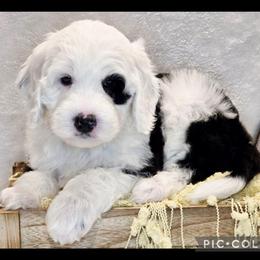 Snowdrop - Black and white male Sheepadoodle puppy in Roseburg, Oregon from Lookingglass Doodles