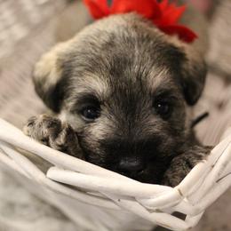 Lily - Salt and pepper female Miniature Schnauzer puppy in Yucaipa, California from Mt. View's Pretty Little Schnauzers