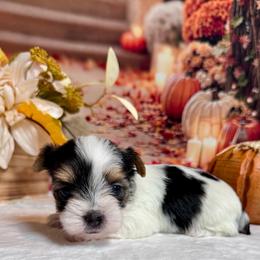 Girl 3   3400 - Parti female Yorkshire Terrier puppy in Nicholls, Georgia from Southeast Biewers