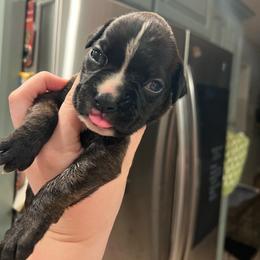Blade - Brindle male Boxer puppy in Henderson, Tennessee from Vom Broadvalley