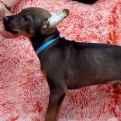 Ganso - Xoloitzcuintli puppy from Sirius Xolos
