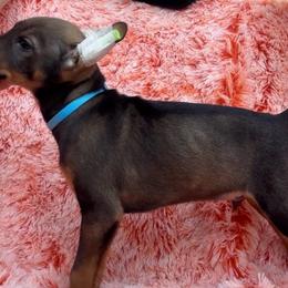 Ganso - Xoloitzcuintli puppy from Sirius Xolos
