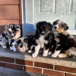 Australian Shepherd Puppies from Caramel Bliss Aussies - NJ NYC