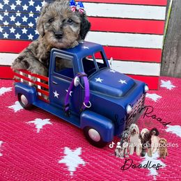 Goldendoodle Puppies from Lake Road Doodles