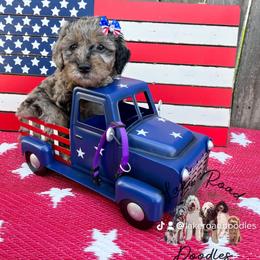 Goldendoodle Puppies from Lake Road Doodles