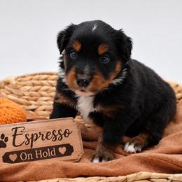 Espresso - Black tri male Miniature Australian Shepherd puppy in Apache Junction, Arizona from Circle T Mini Aussies
