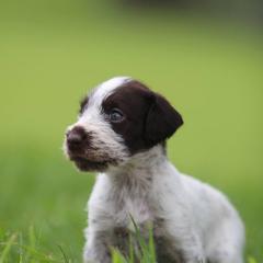 German Wirehaired Pointer Puppies from Afterhours German Wirehaired Pointers