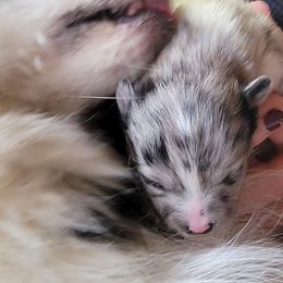 Pomeranian Puppies from Paradise Point Pomeranians