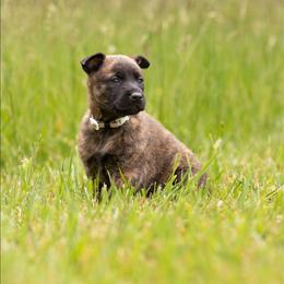 Ygritte - Brindle female Belgian Malinois puppy in Fraziers Bottom, West Virginia from Loyal Hearts Farm / RK's Dobermans