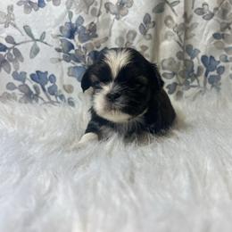 Boy 2 - Sable and white male Shih Tzu puppy in Tenino, Washington from Fantasy Realm Shih Tzus