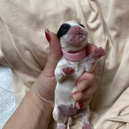 Girl 1 - Shih Tzu puppy in Moreno Valley, California from Legacy Shihtzus