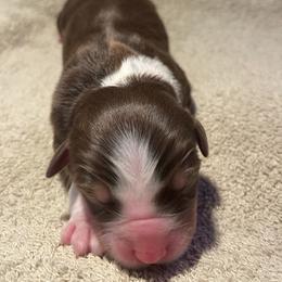 Red Tri Girl 1 - Red tri female Miniature Australian Shepherd puppy in Somerset, Kentucky from Natural Life Ranch