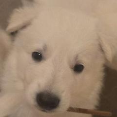 Boy 3 - White male German Shepherd puppy in Tonopah, Nevada from Mercy's White Shepherds