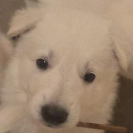 Boy 3 - White male German Shepherd puppy in Tonopah, Nevada from Mercy's White Shepherds