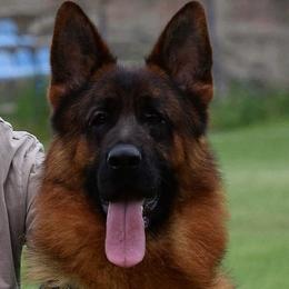 Ricco - German Shepherd
