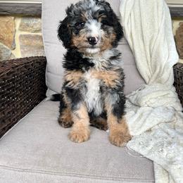Lyla - Blue merle female Bernedoodle puppy in Holtwood, Pennsylvania from Country Ridge Puppies