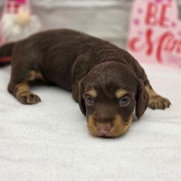 Chocolatte - Chocolate and cream male Dachshund puppy in Norwood, Missouri from Madra's Dashing Doxies