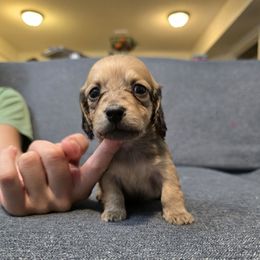 Becky - Cream female Dachshund puppy in Greenwood, Missouri from Nukee Beagles and Corgis