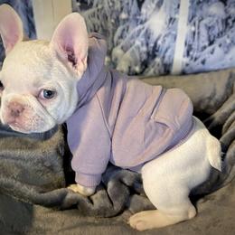 French Bulldog Puppies from Lilac City Frenchies