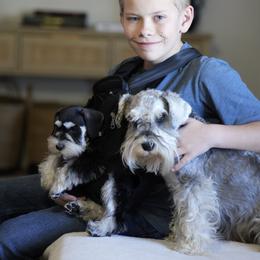 Miniature Schnauzer Puppies from Snowflake Schnauzers