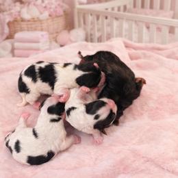 Morkie, Shorkie, Yorkipoo, and Yorkshire Terrier Puppies from Southern Charn Precious Paws